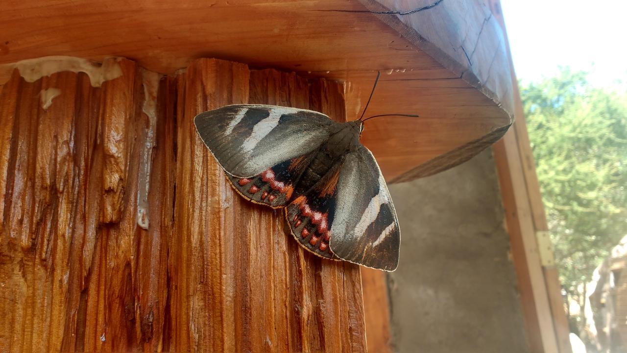 Biosfera Lodge Olmué Kültér fotó